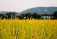 Consumo de arroz y maíz disminuye por «bajo poder adquisitivo»