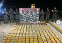 Localizan 258 panelas en el sector La Bocaina