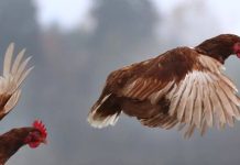 Detectan los primeros casos de gripe aviar en Montevideo