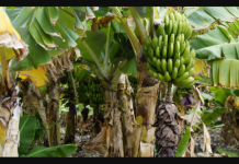 FAO en Venezuela se une a la lucha contra la plaga de plátano