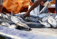 Aumentó en 13% las exportaciones de pescados y crustáceos en 2022