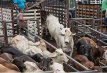 Ganaderos de Zulia, Falcón y Bolívar denuncian escasez de combustible