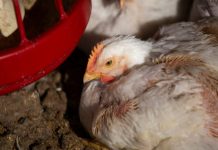 Gripe aviar puede afectar al suministro de pollo en Suramérica