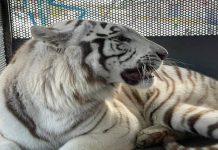 Llegan a Venezuela cuatro tigres blancos