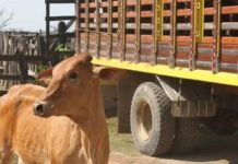 Fiebre aftosa pone «en jaque» a ganaderos