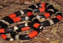 Muere agricultor por mordedura de coral en Maracaibo