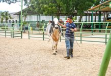 A un día de la gran fiesta agropecuaria de Falcón