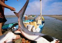 Detenido por pesca ilícita de tiburones