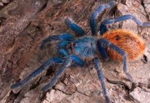 La tarántula azul, mágico arácnido de Falcón