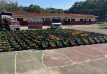 Incauta 12,6 toneladas de aguacate de una red de contrabando