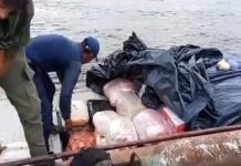 Incauta 1.200 kilos de alimentos procedentes de Colombia