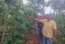 Productores de El Charal siembran café Castilla