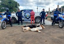 Policía recupera animales caprinos que habían sido hurtado en Miraca