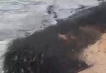Denuncian contaminación de la bahía de Amuay