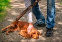 Le sacó los ojos al perro de su vecina en Coro