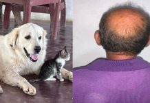 Sexagenario envenenó a 12 mascotas