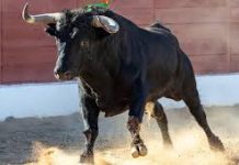 Embestida de toro deja un muerto en Guárico