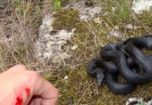 Metió la mano en una laguna y lo mordió una serpiente