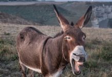 Lesionado hombre al caerse de un burro en Cumarebo