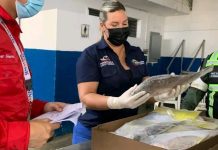 Falcón se convierte en potencia pesquera con calidad de exportación