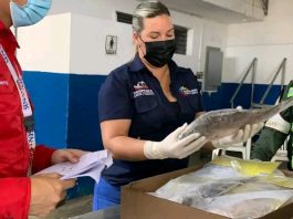 Falcón se convierte en potencia pesquera con calidad de exportación