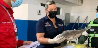 Falcón se convierte en potencia pesquera con calidad de exportación