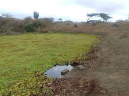 De esta manera sobreviven en San José de Cocodite ante la falta de agua