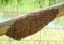 Hombre de 80 años es atacado por las abejas en Punto Fijo