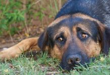 El maltrato animal será penalizado