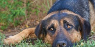 El maltrato animal será penalizado