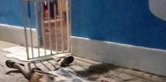 Asesinan a hombre de varios disparos en Coro