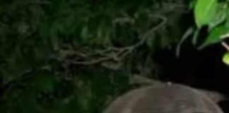 Chef murió por causas naturales