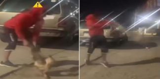 Detenidos| Esto le hicieron a un perro