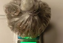 Incautan marihuana en el sector La Cañada de Coro