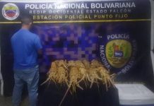 Incautan langostas en la terminal de pasajeros de Punto Fijo