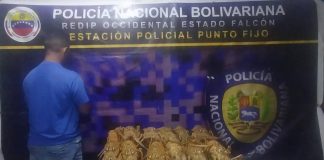 Incautan langostas en la terminal de pasajeros de Punto Fijo