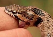 Lo mordió una serpiente en Buchivacoa