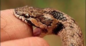 Lo mordió una serpiente en Buchivacoa