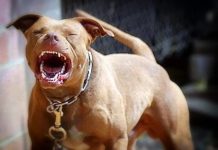 Perro le causó lesiones a un niño de cuatro años en Dabajuro