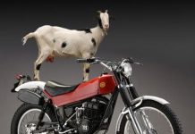 Motorizado chocó con una cabra en Capatárida