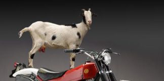 Motorizado chocó con una cabra en Capatárida