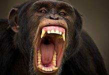 Niña de tres años sufrió una herida por mordida de mono en Coro