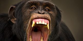 Niña de tres años sufrió una herida por mordida de mono en Coro