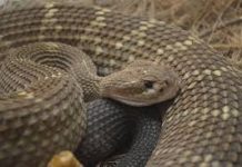 Niño sufrió mordedura de serpiente en Las Dos Bocas