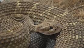 Niño sufrió mordedura de serpiente en Las Dos Bocas