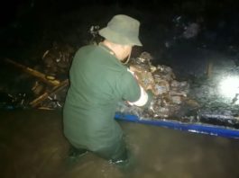 Incautan 600 panelas de marihuana en Costas del Cabo San Román