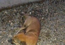 Conductor «borracho» arrolló una perra en Bicentenario de Punta Cardón