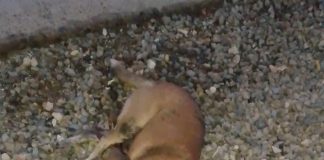 Conductor «borracho» arrolló una perra en Bicentenario de Punta Cardón