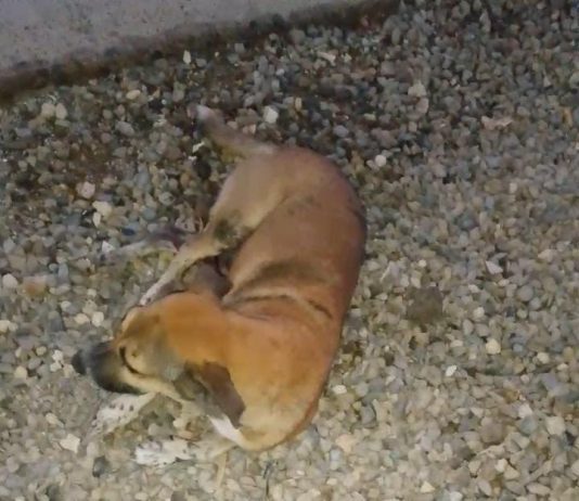 Conductor «borracho» arrolló una perra en Bicentenario de Punta Cardón