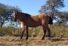Niña es atacada por un caballo en Puerto Cumarebo